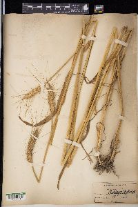 Triticum aestivum image