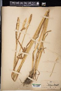 Triticum aestivum image