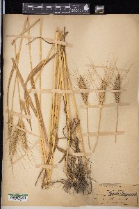 Triticum aestivum image