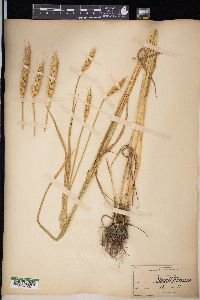 Triticum aestivum image