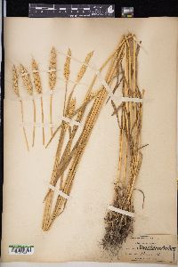 Triticum aestivum image