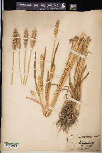 Triticum aestivum image