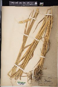 Triticum aestivum image