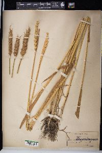 Triticum aestivum image