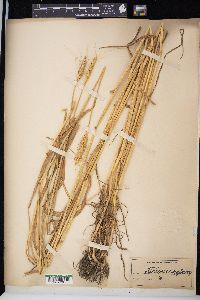 Triticum aestivum image