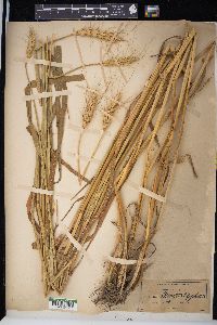 Triticum aestivum image