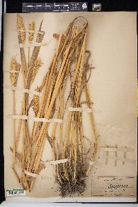 Triticum aestivum image