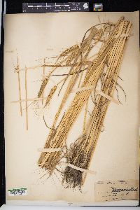 Triticum aestivum image