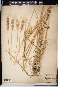 Triticum aestivum image