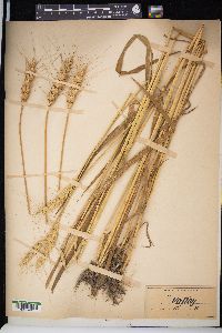 Triticum aestivum image