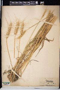 Triticum aestivum image