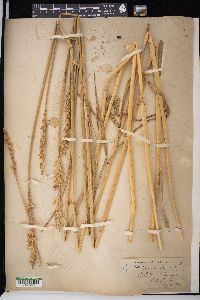 Triticum aestivum image