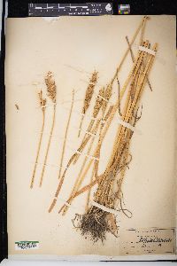 Triticum aestivum image