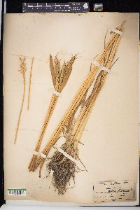 Triticum aestivum image