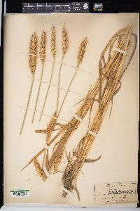 Triticum aestivum image