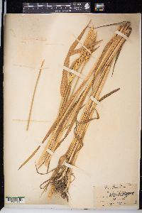 Triticum aestivum image