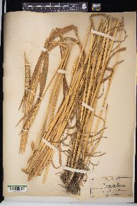 Triticum aestivum image