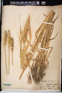 Triticum aestivum image