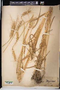 Triticum aestivum image