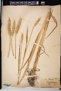 Triticum aestivum image