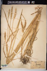 Triticum aestivum image