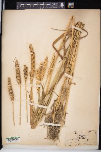 Triticum aestivum image