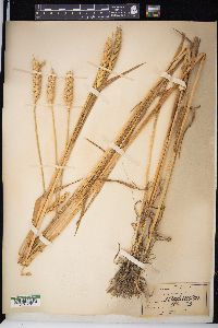 Triticum aestivum image