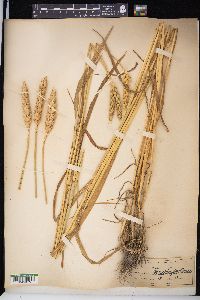 Triticum aestivum image