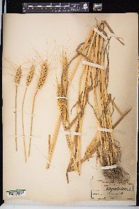 Triticum aestivum image