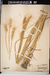 Triticum aestivum image