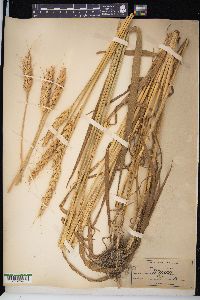 Triticum aestivum image