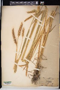 Triticum aestivum image