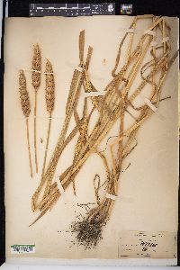 Triticum aestivum image