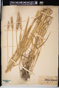 Triticum aestivum image