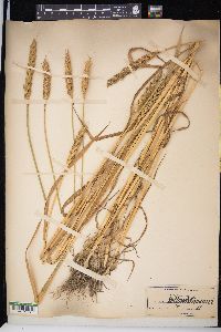 Triticum aestivum image