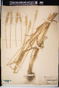 Triticum aestivum image