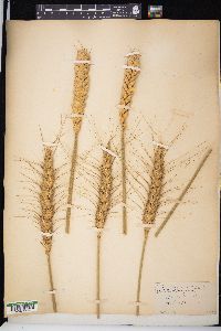 Triticum aestivum image