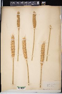 Triticum aestivum image