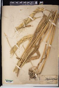 Triticum polonicum image