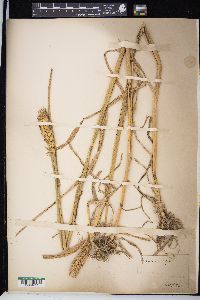 Triticum aestivum image