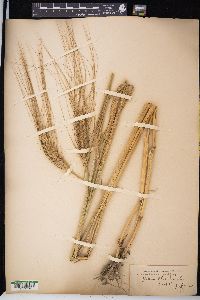 Triticum aestivum image