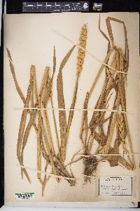 Triticum aestivum image