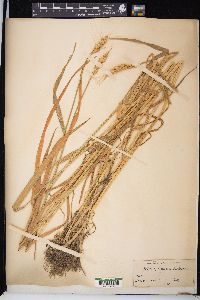 Triticum aestivum image