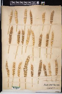 Triticum aestivum image