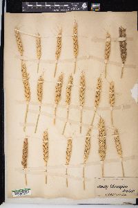 Triticum aestivum image