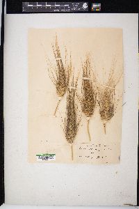 Triticum aestivum image