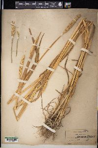 Triticum aestivum image