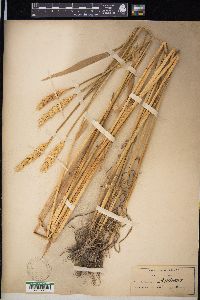 Triticum aestivum image