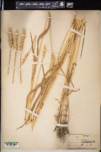 Triticum aestivum image