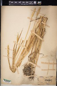 Triticum aestivum image